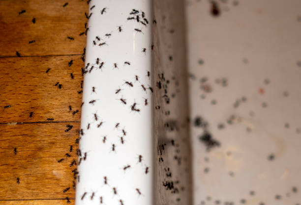 Reliable East Rutherford, NJ Pest Control Solutions