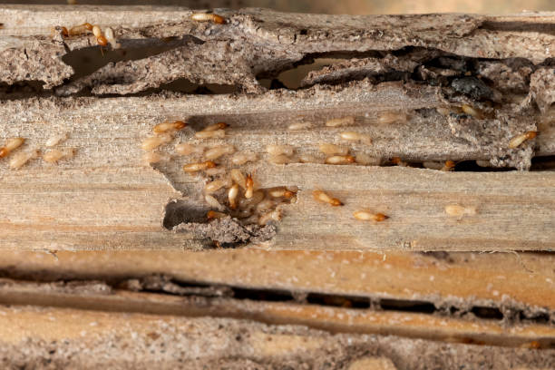 Best Insect Control  in East Rutherford, NJ