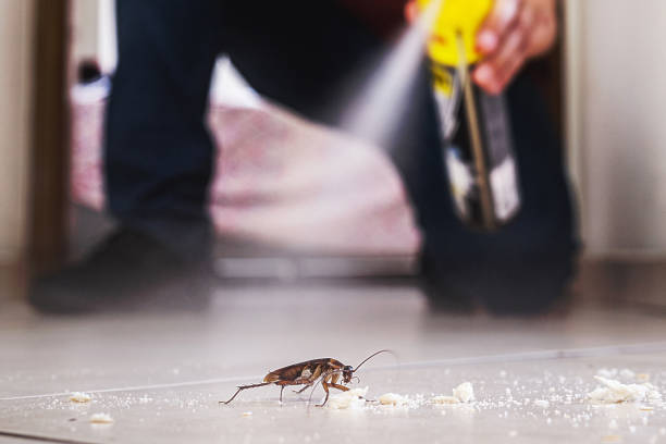 Best Flea Control Services  in East Rutherford, NJ